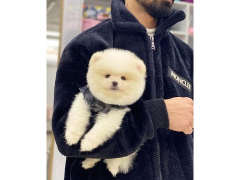 Pomeranian boo köpeğimiz