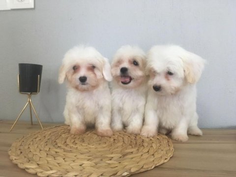 Mükemmel kalitede maltese terrier yavrularımız