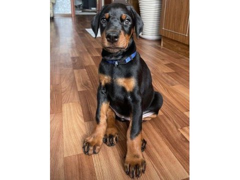 A kalite estetikli doberman köpeğimiz