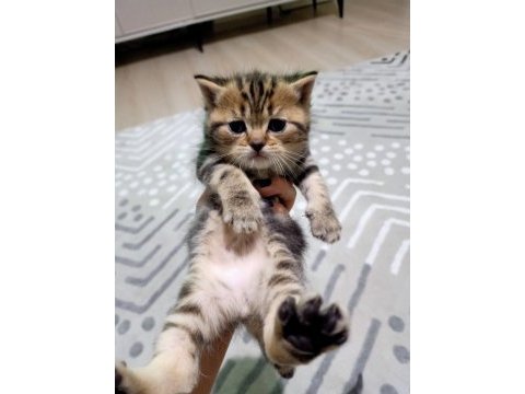 British shorthair bebişlerimizi sahiplendiriyoruz
