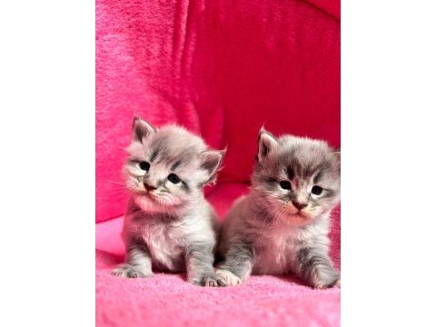 Minik maine coon devler