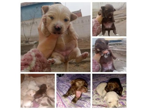 Terrier maltese yavrularımız a kaliteli