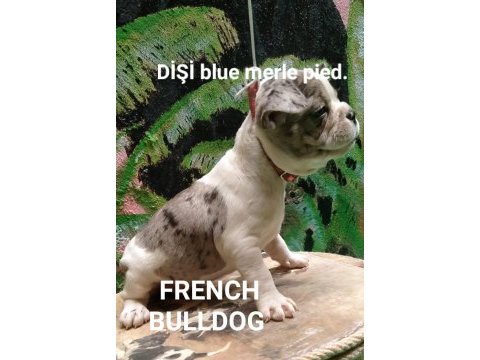 Scrli babadan dişi blue merle pied french bulldog