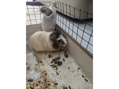 İsmi karamel ginepig