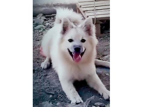 Pomeranian spitz 7 aylık erkek