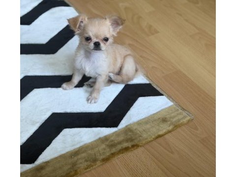 Chihuahua 3 aylık köpeğimiz
