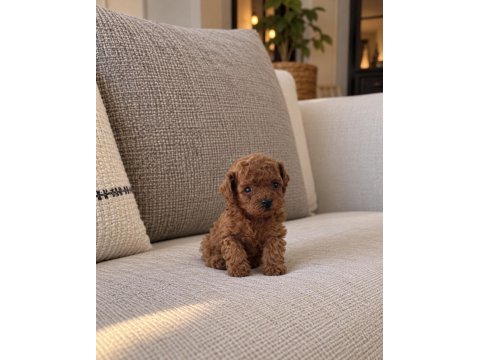 Micro teacup kore poodle yavrumuz