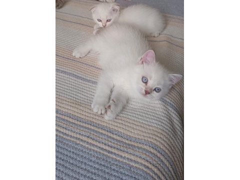 2 aylık scottish fold yavrularımız yeni yuvalarını arıyor