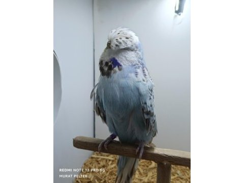 Muhabbet kuşumuz show jumbo