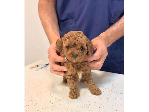 Toy poodle yavrularımız kilogram garantili