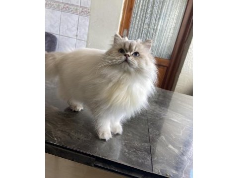 British longhair lynx point dişi