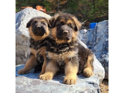 Alman çoban köpeği yavruları