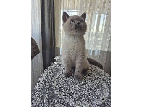 Kedimiz milo için güzel bir yuva arıyoruz