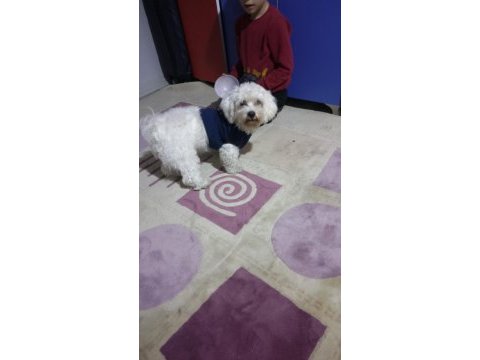 11 aylık köpeğimiz lucky