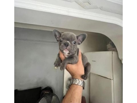 French bulldog yavrular ırk sağlık garantili