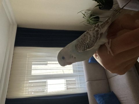 2 adet ele kola gelen yavru muhabbet kuşu