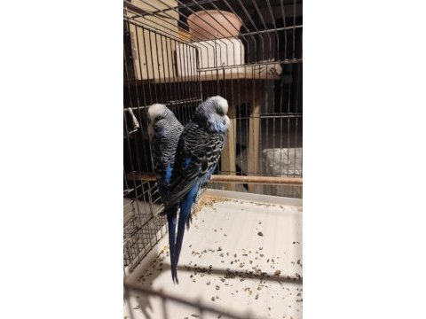 Show harika bir takım muhabbet kuşu