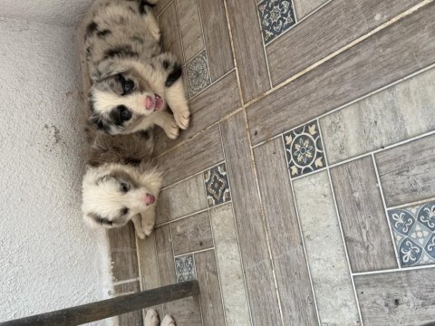 Üreticiden harika border collıe yavrular