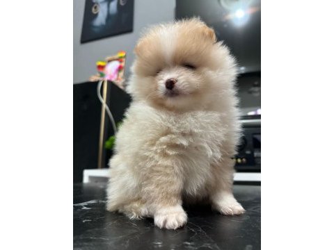 40 günlük pomeranian siyah ve beyaz