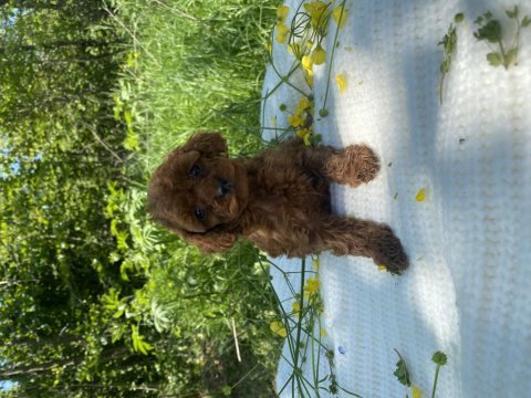 Bebek gibi toy poodle