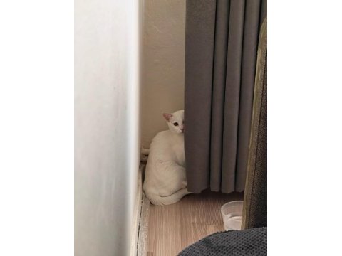 Ücretsiz sahiplendirme kedimiz leo erkek kısırlaştırılmış