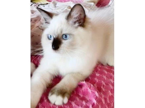 Secereli ragdoll
