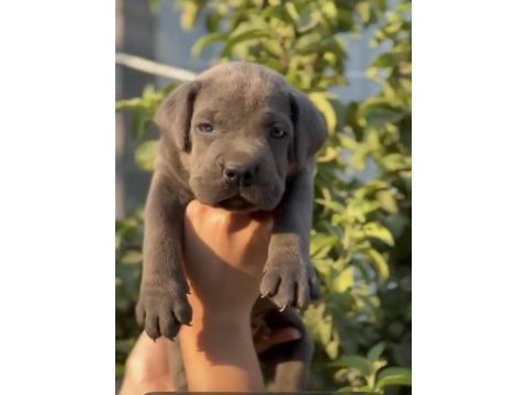 Cane corso blue