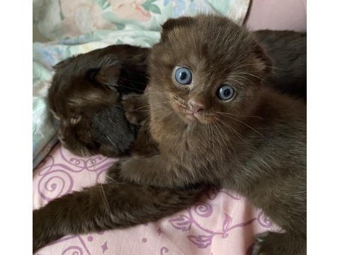 British shorthair yavrularımız yuva arıyor