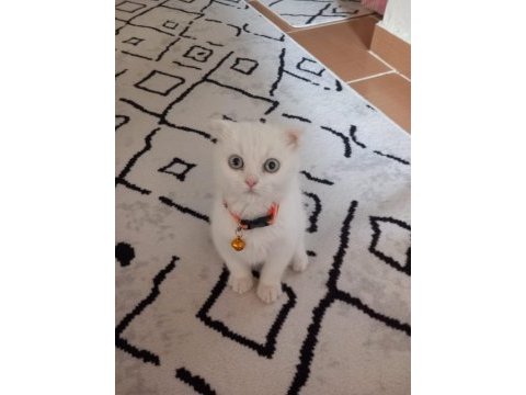 Beyaz scottish fold