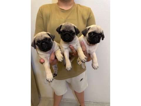 Sıfır burun gül kuyruk pug mops