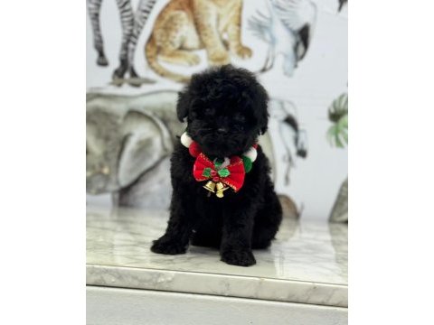 2 aylık siyah dişi maltipoo yavru
