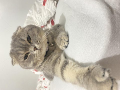 Kızıma yuva arıyorum scottish fold