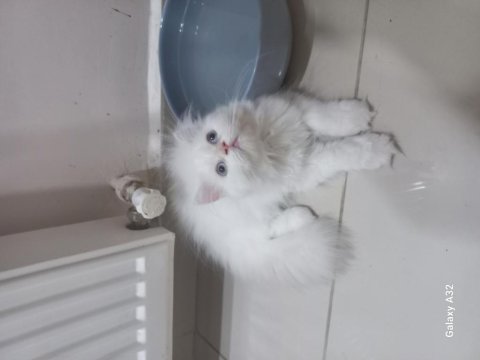 Chinchilla pamuk şekerler