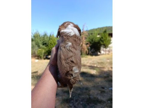 Irkının süper starı cavalier king charles