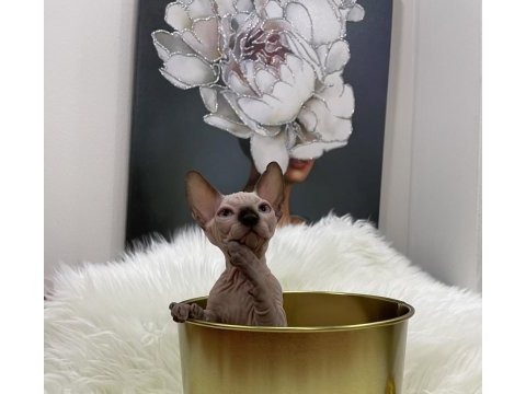 Sphynx sfenks dişi erkek