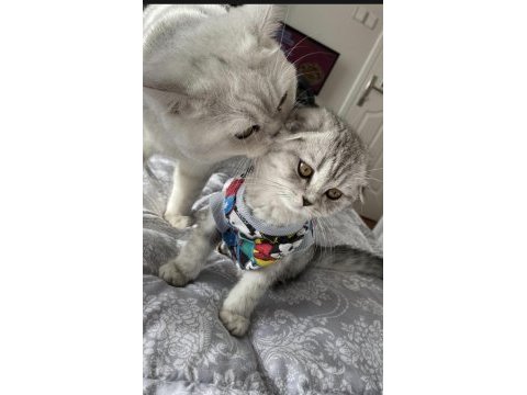 7 aylık scottish fold