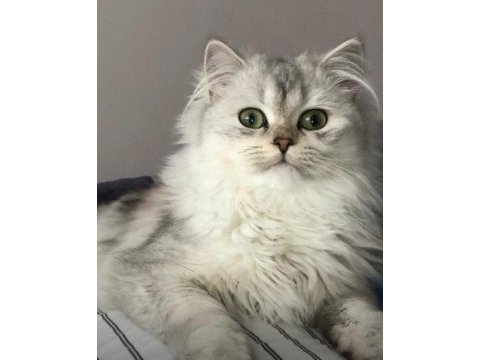 British longhair annenin bebişleri