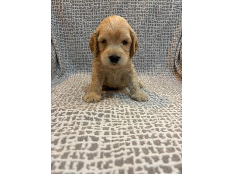 Evınızın yakısıklı maltipoo mınıklerı