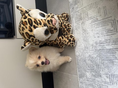 Pomeranian köpeğimiz