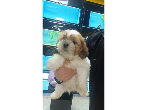 Sağlık ve ırk garantili yavru shih tzu