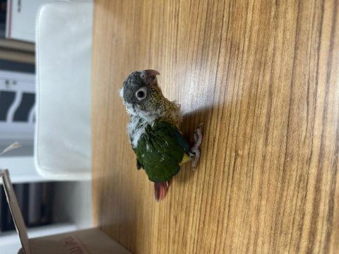 3 adet el besleme bebek konur