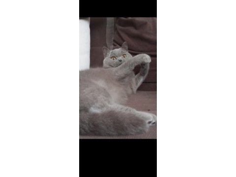 Dişi british shorthair