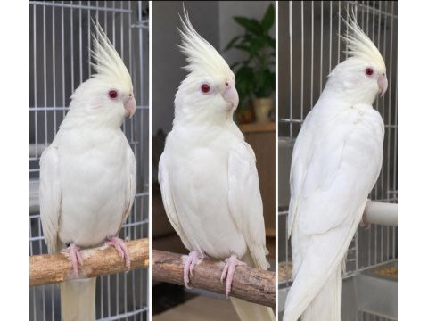 4 aylık sultan papağanı