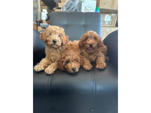 2 aylık toy poodle yavrularımız