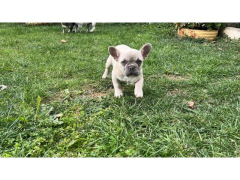 Yavru fazlalıktan french bulldog