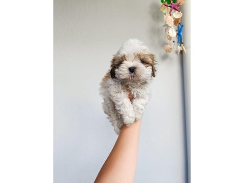 Güzeller güzeli shih tzu bebekler