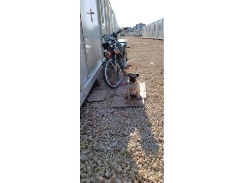 Pug 8 aylık dişi