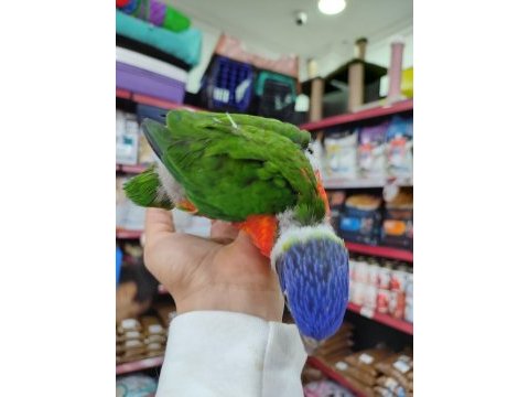İnanılmaz güzel renklere sahip bebek gökkuşağı lori