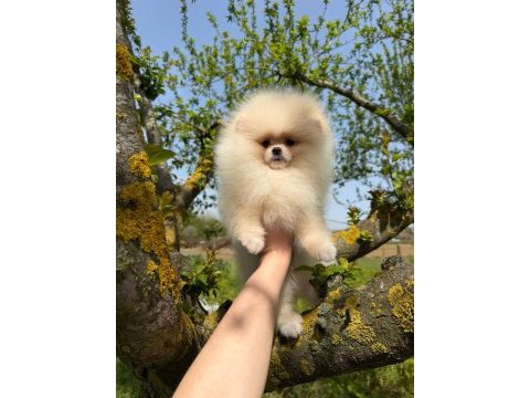Dünyalar güzeli pomeranian yavrumuz yeni yuvasını bekliyor
