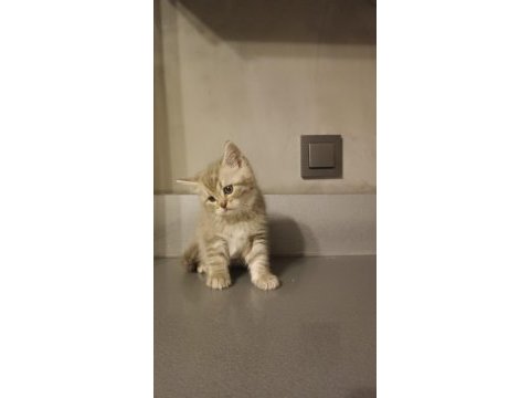 Sağlıklı british shorthair biblo bebek